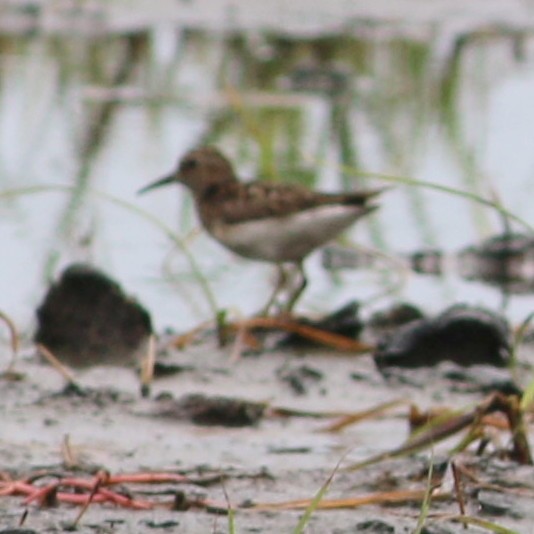 Calidris sp. (petit bécasseau sp.) - ML252900131