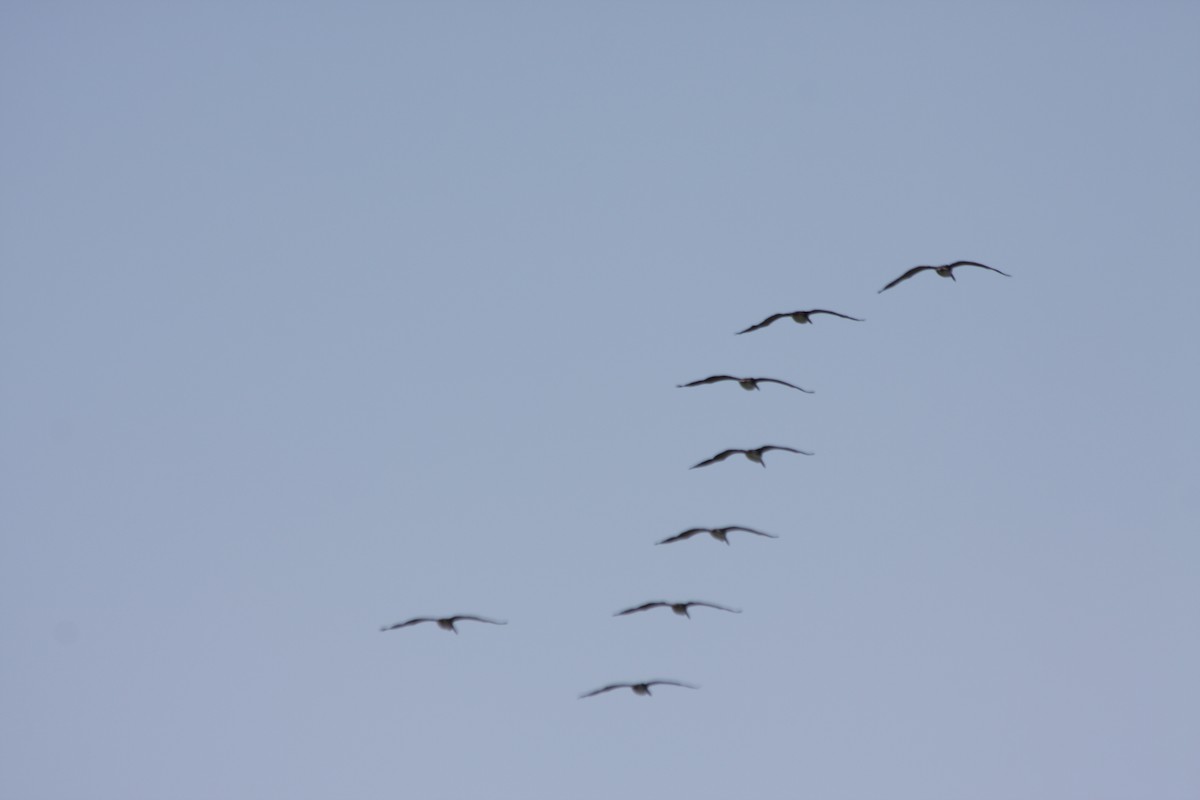 Brown Pelican (California) - ML252900851