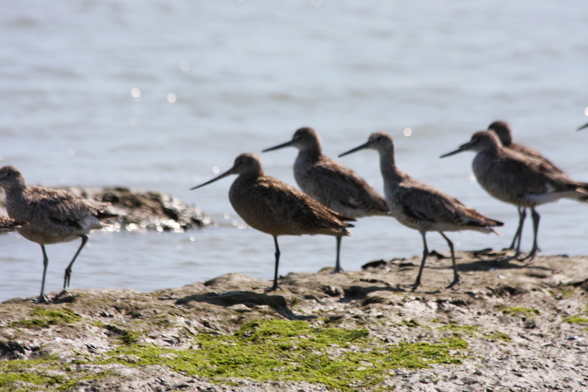 Marbled Godwit - ML252901031