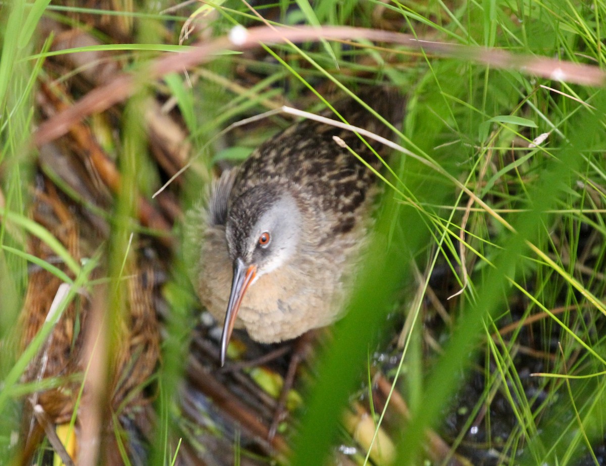 Virginia Rail - Megan Heneke