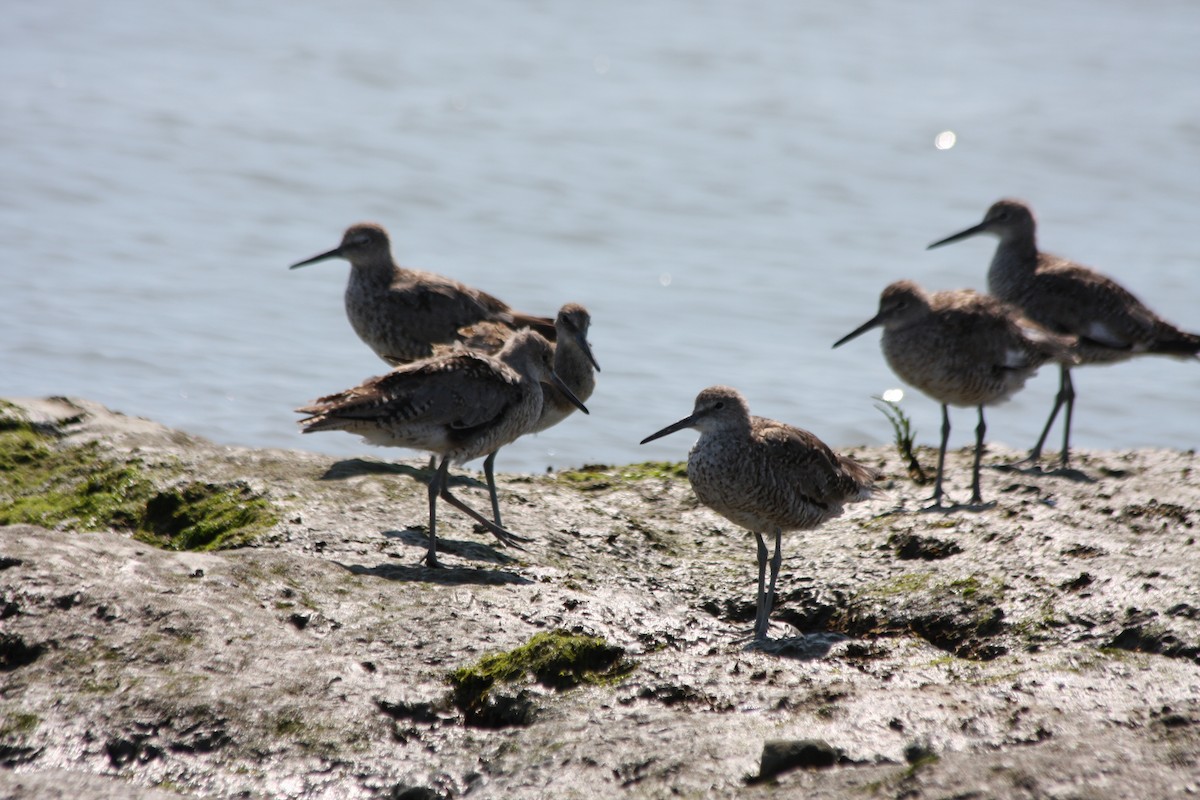 Willet (Western) - ML252901931