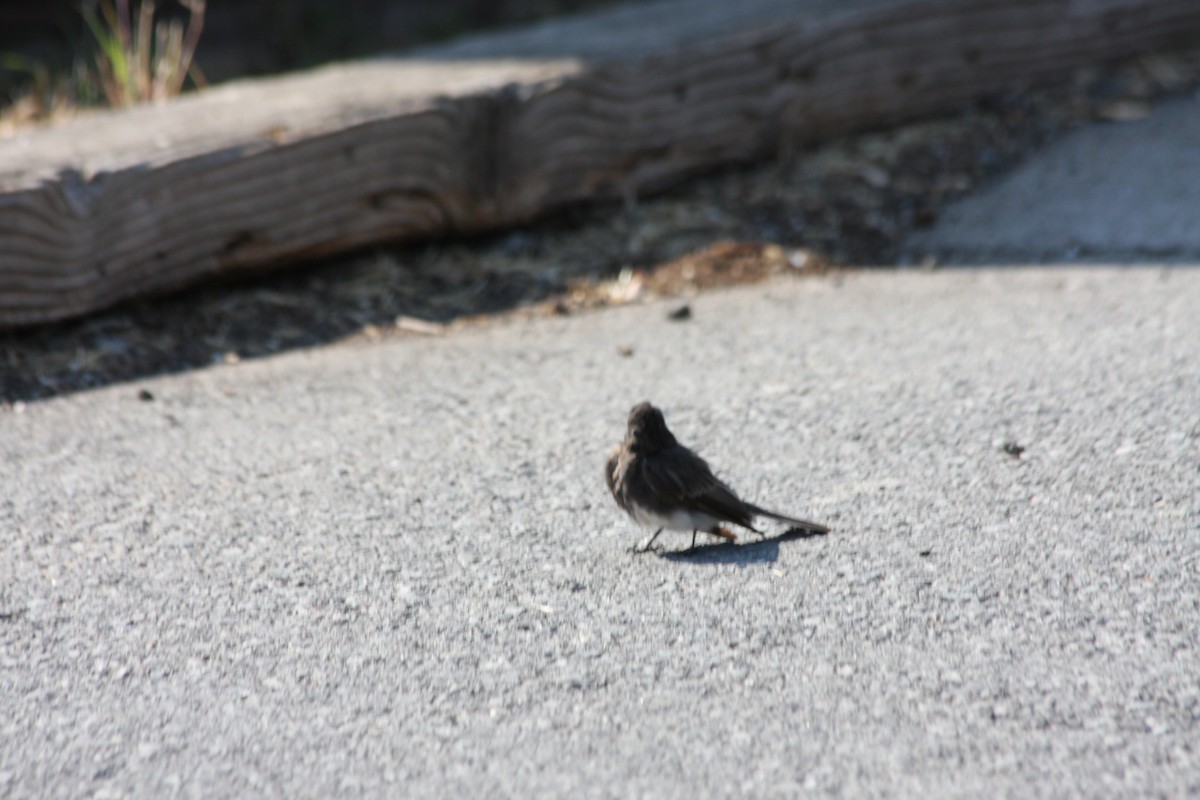 Black Phoebe (Northern) - ML252902171