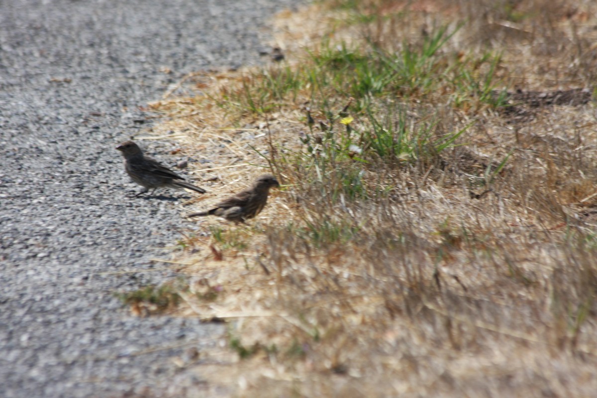 House Finch (Common) - ML252902591