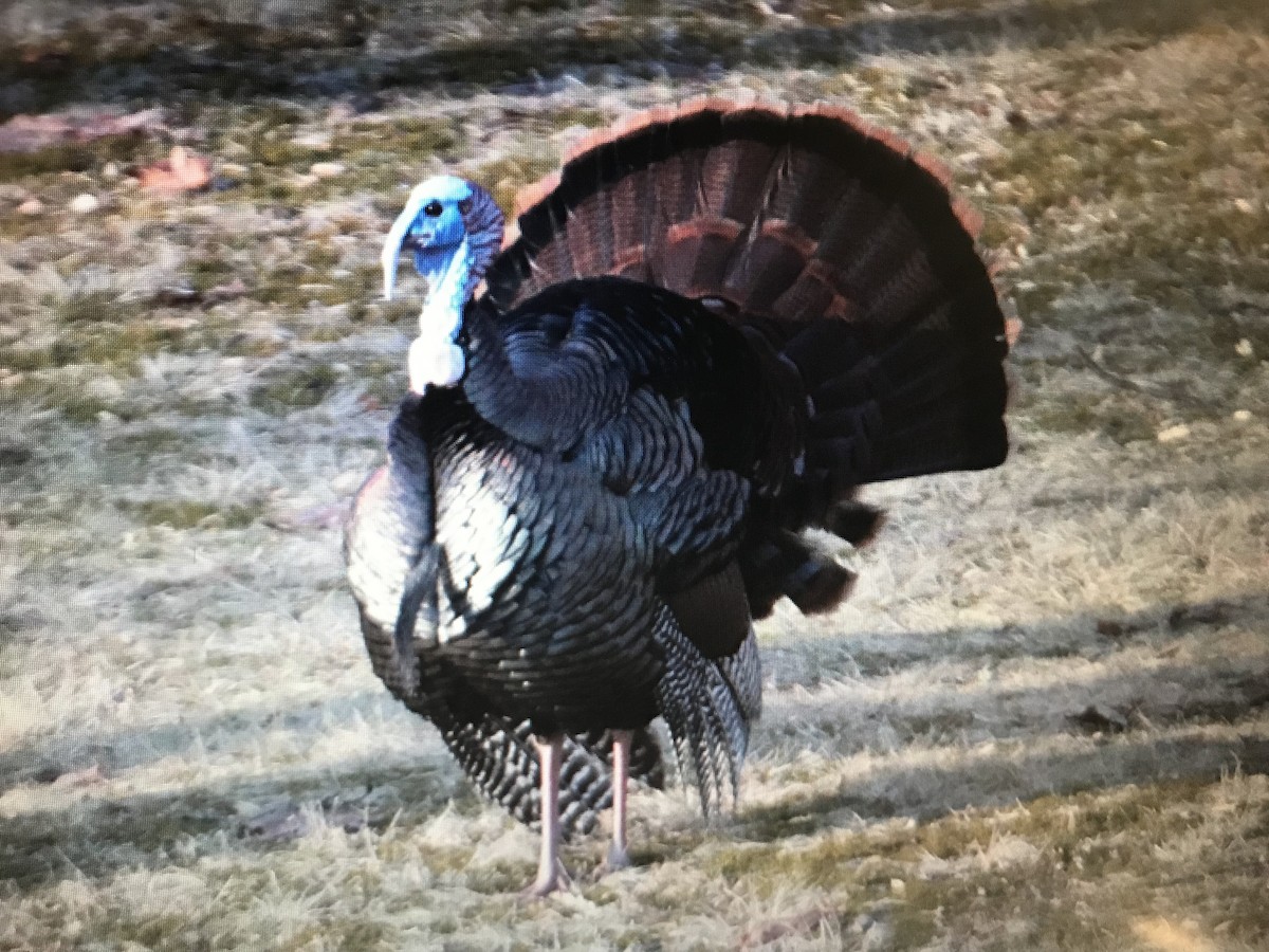 Wild Turkey - ML252903591