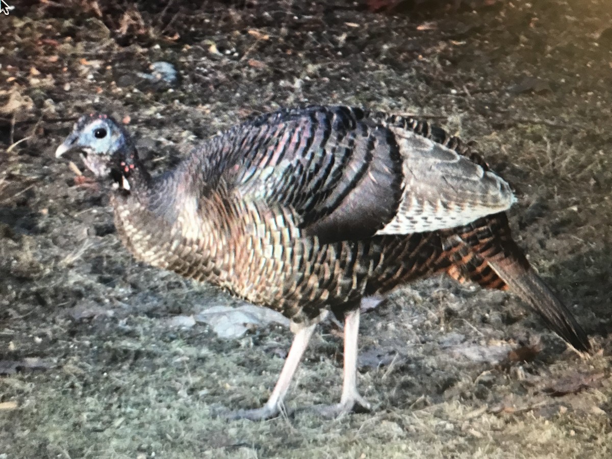 Wild Turkey - ML252903601