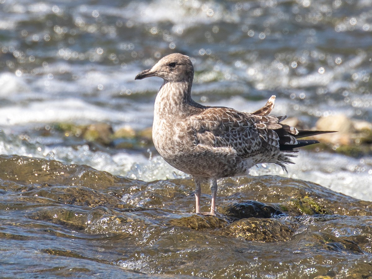 California Gull - ML252904881