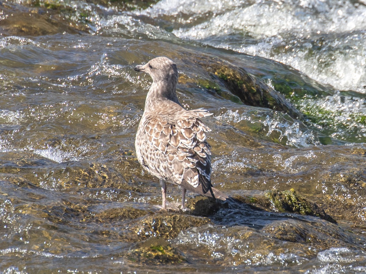 Gaviota Californiana - ML252904891