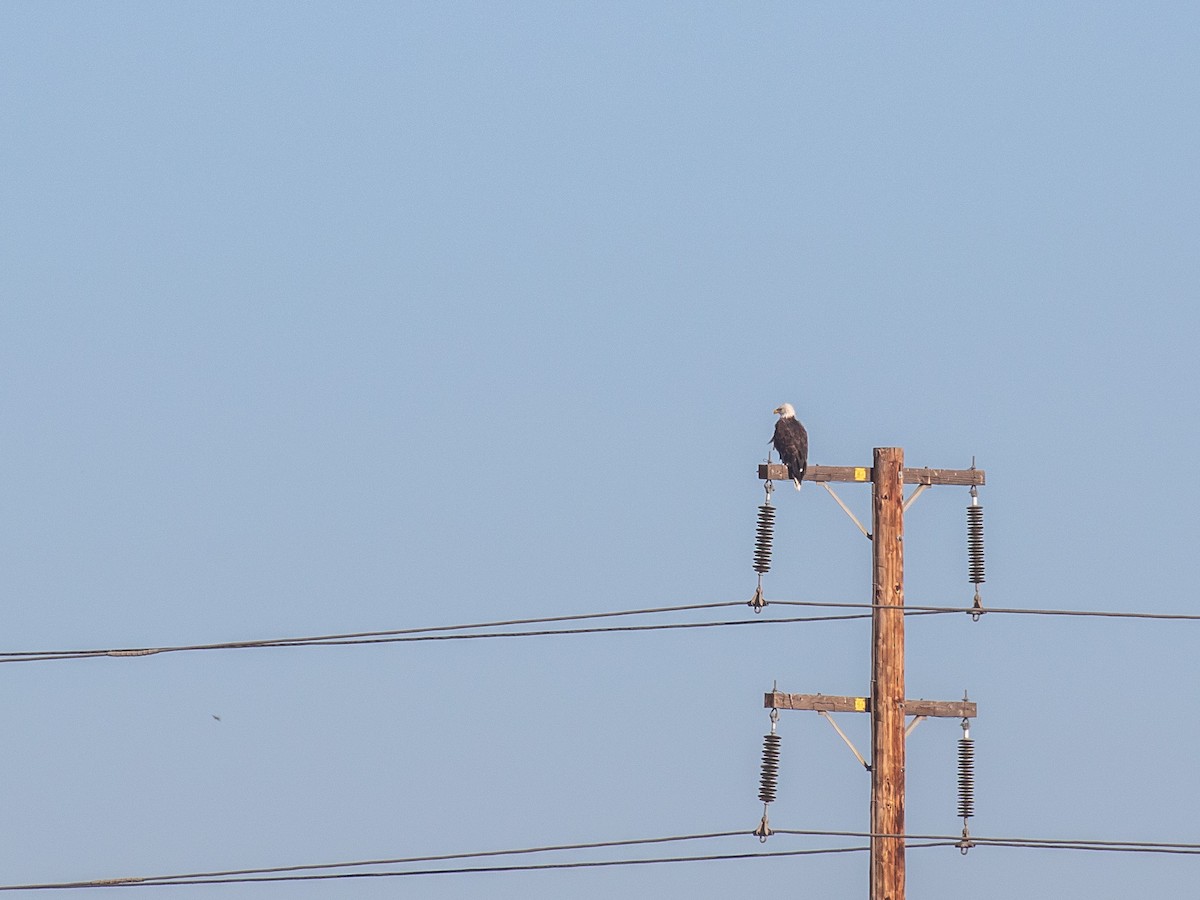 Bald Eagle - ML252905281