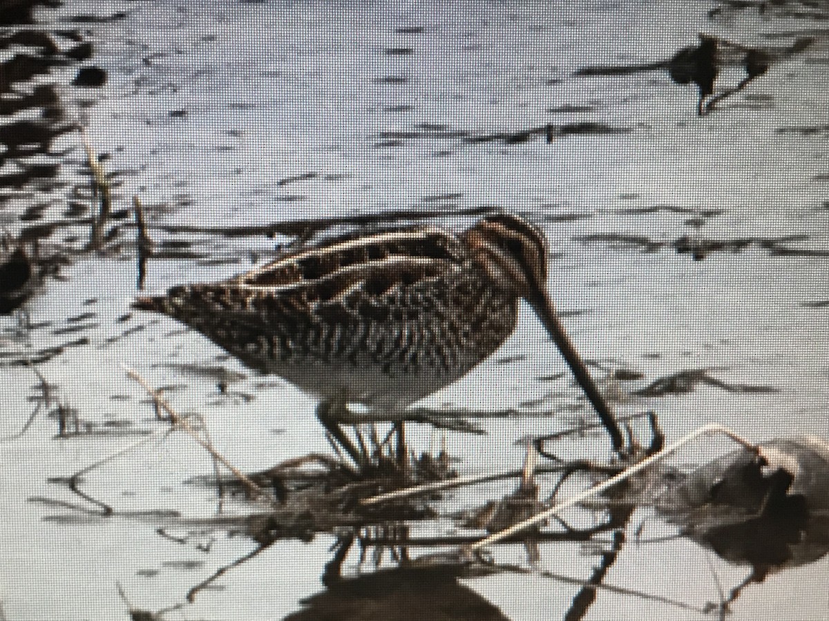 Wilson's Snipe - Jason Horn