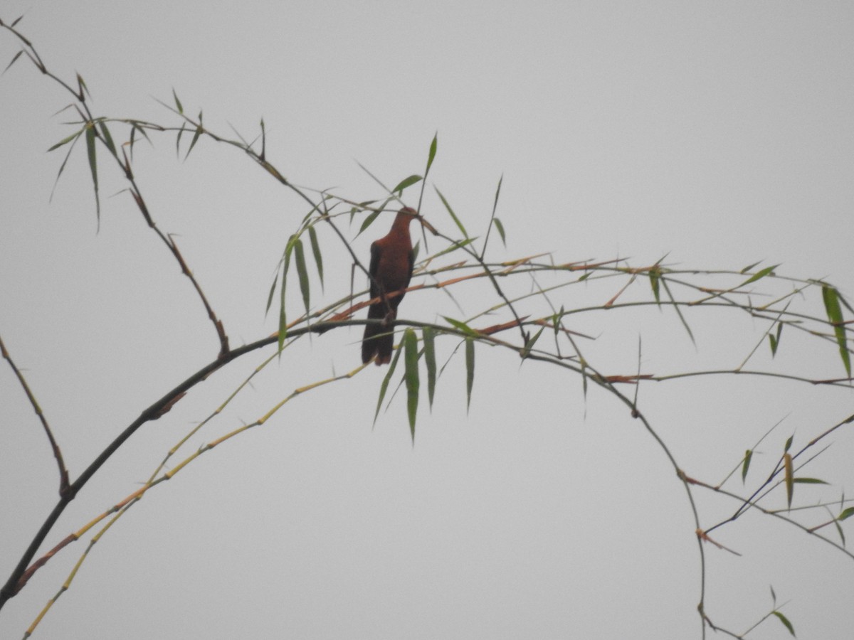 Philippine Cuckoo-Dove - ML252907411