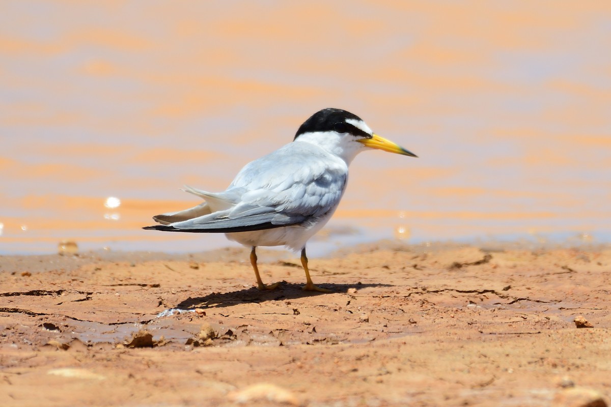 Least Tern - Michael Tromp