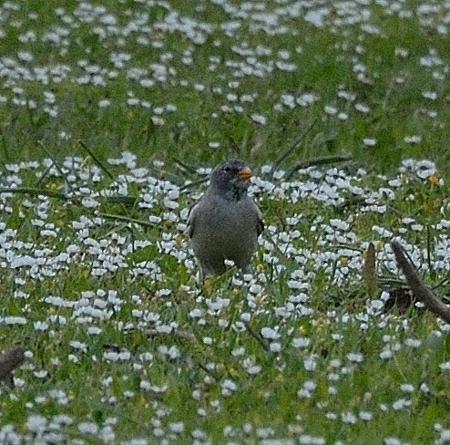 White-winged Snowfinch - ML25290821