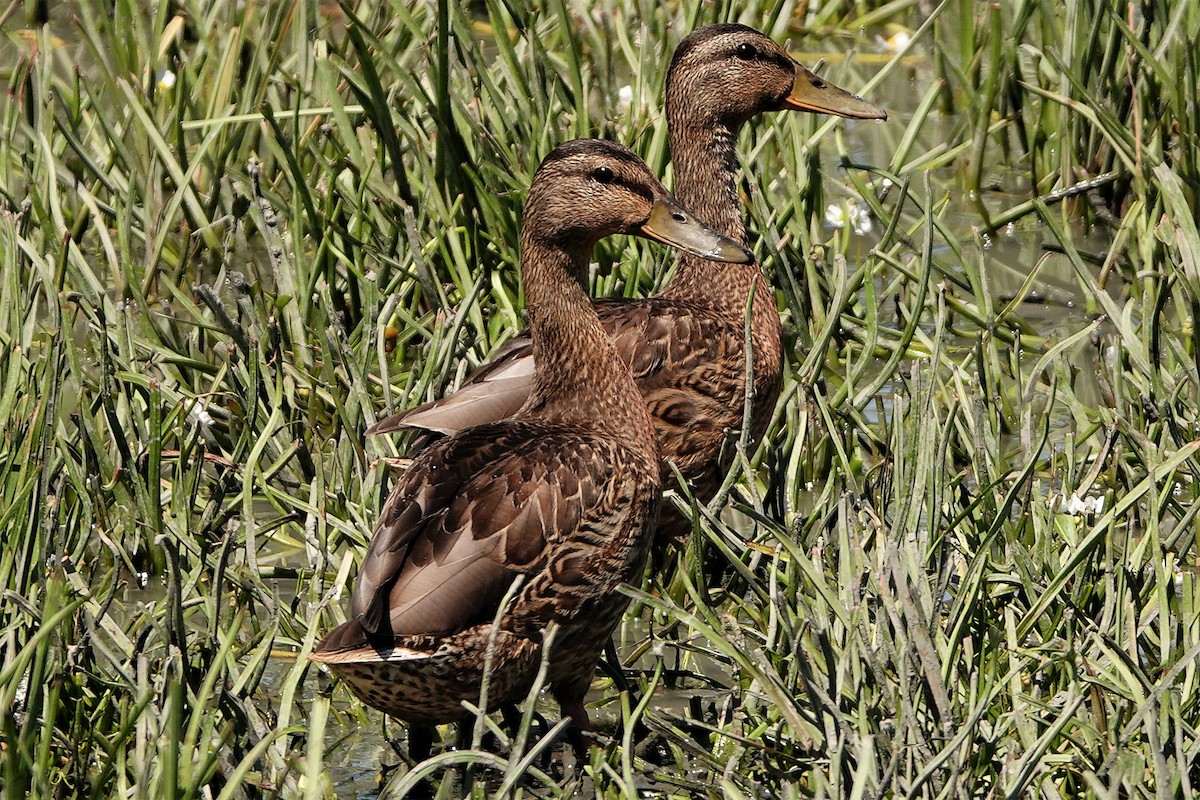 Mallard - Anonymous