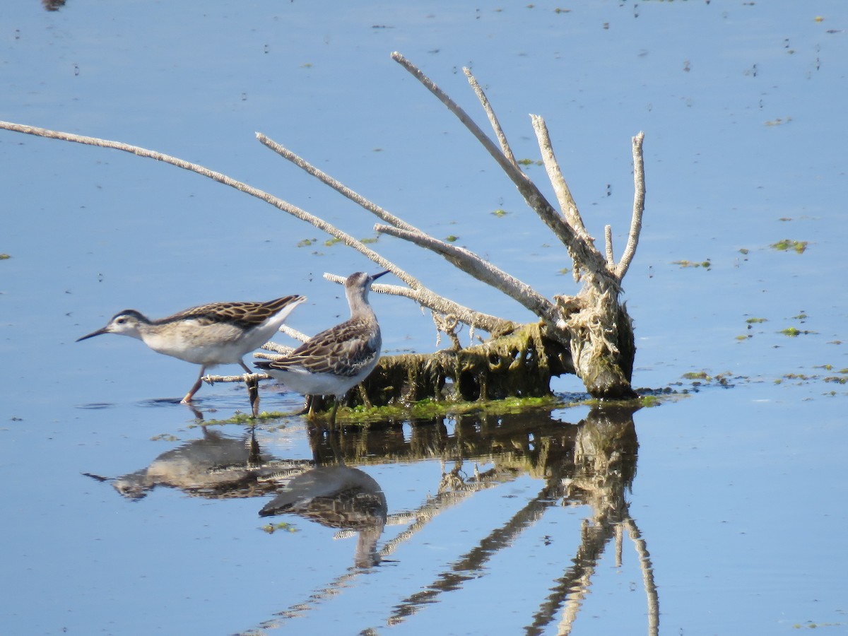 hvithalesvømmesnipe - ML252912591