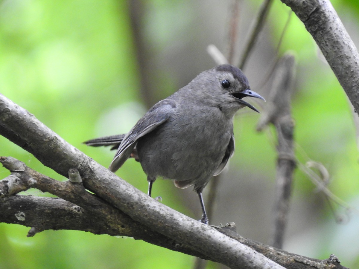 Gray Catbird - Ron Marek