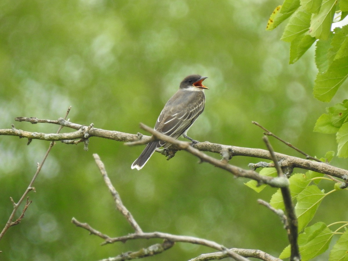 Eastern Kingbird - Ron Marek