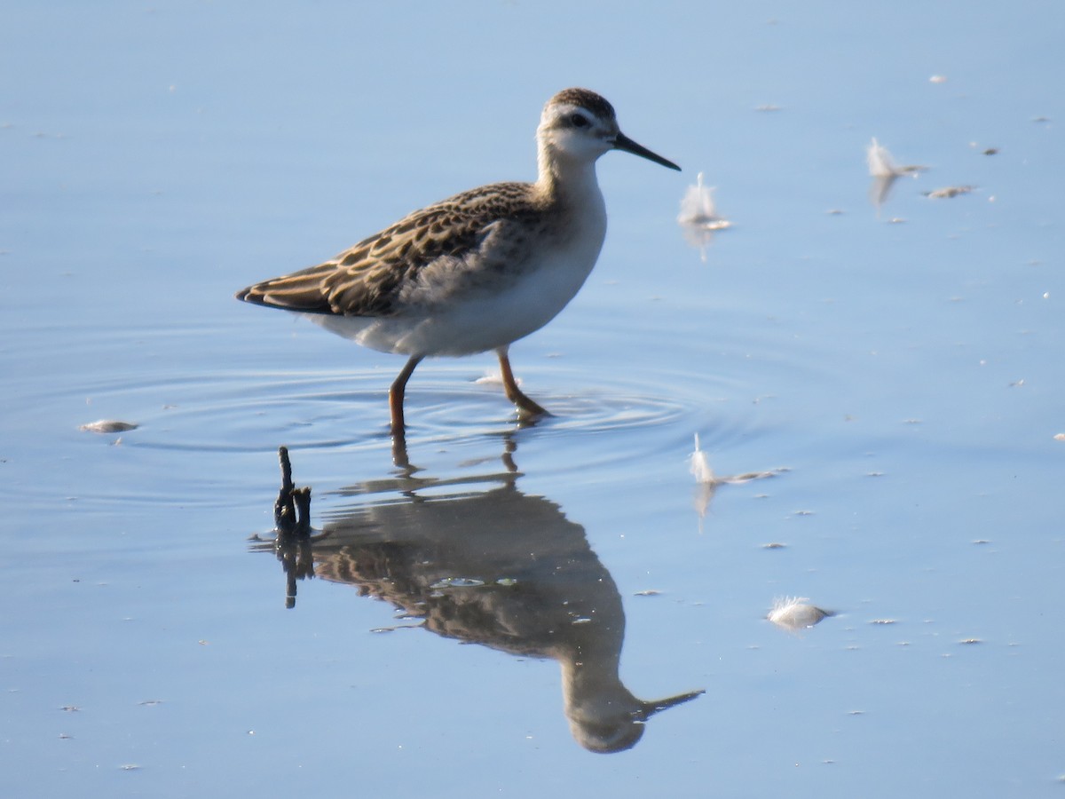 hvithalesvømmesnipe - ML252913571