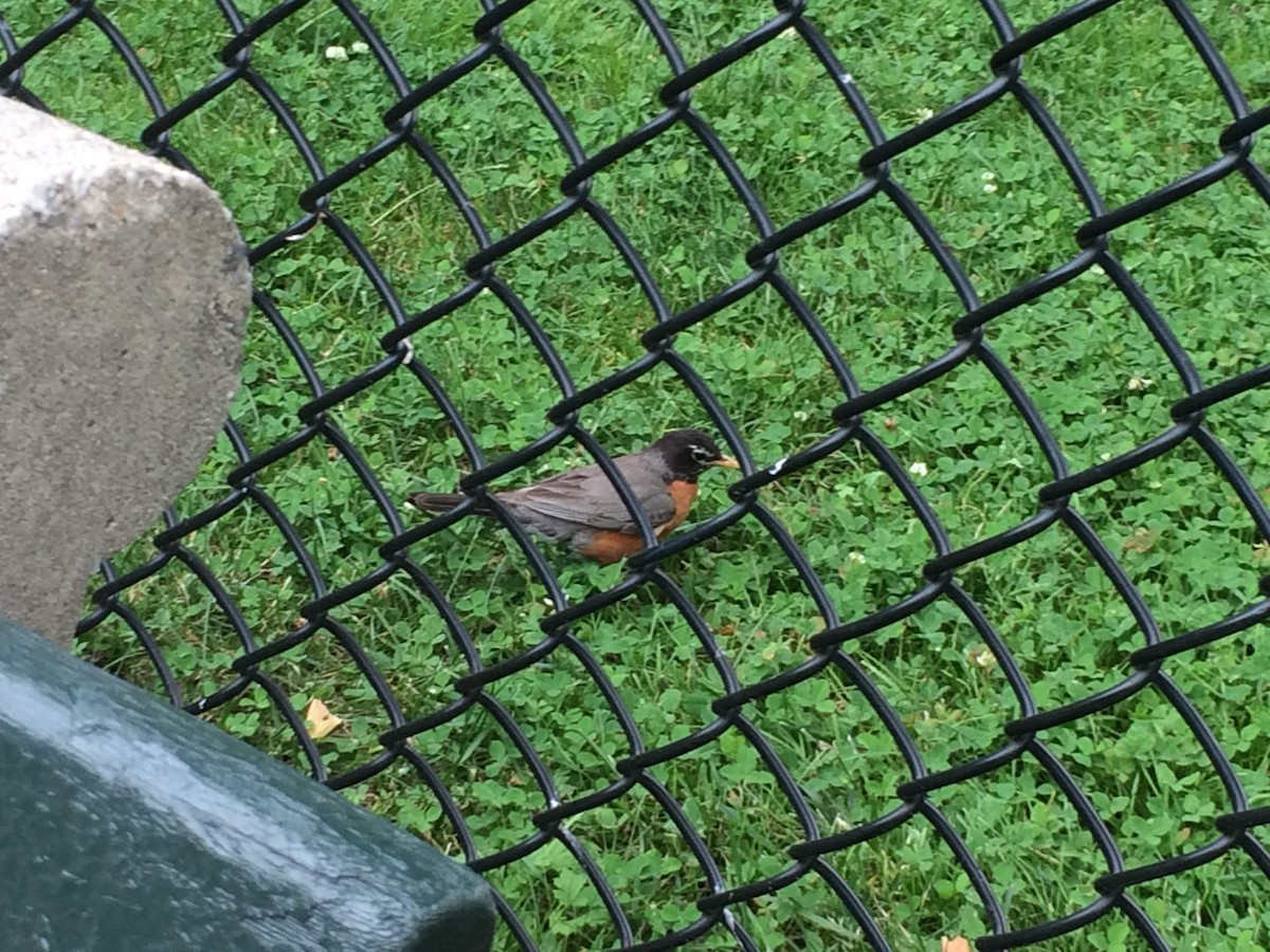 Странствующий дрозд - ML252914621