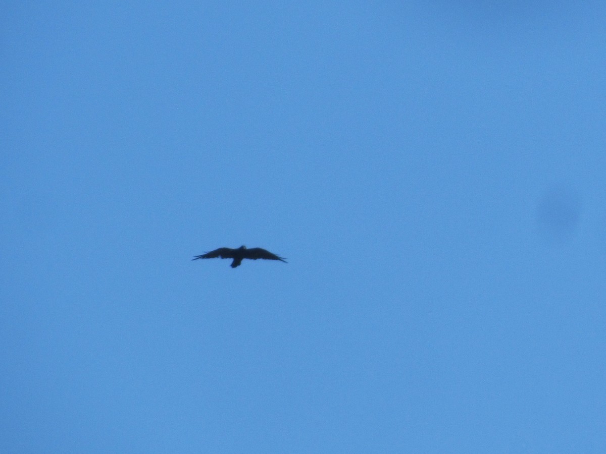 Common Raven - ML252915151