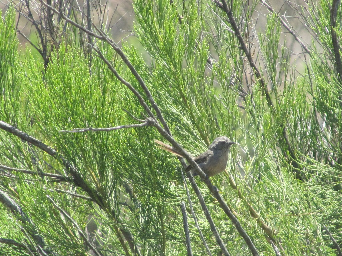 Wrentit - Jonny Sperling