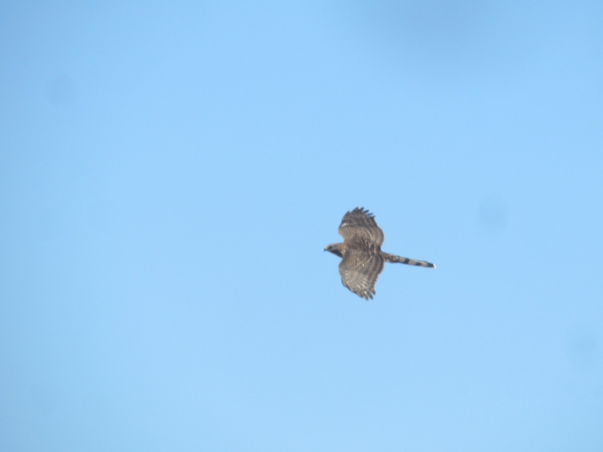 Cooper's Hawk - ML252915761