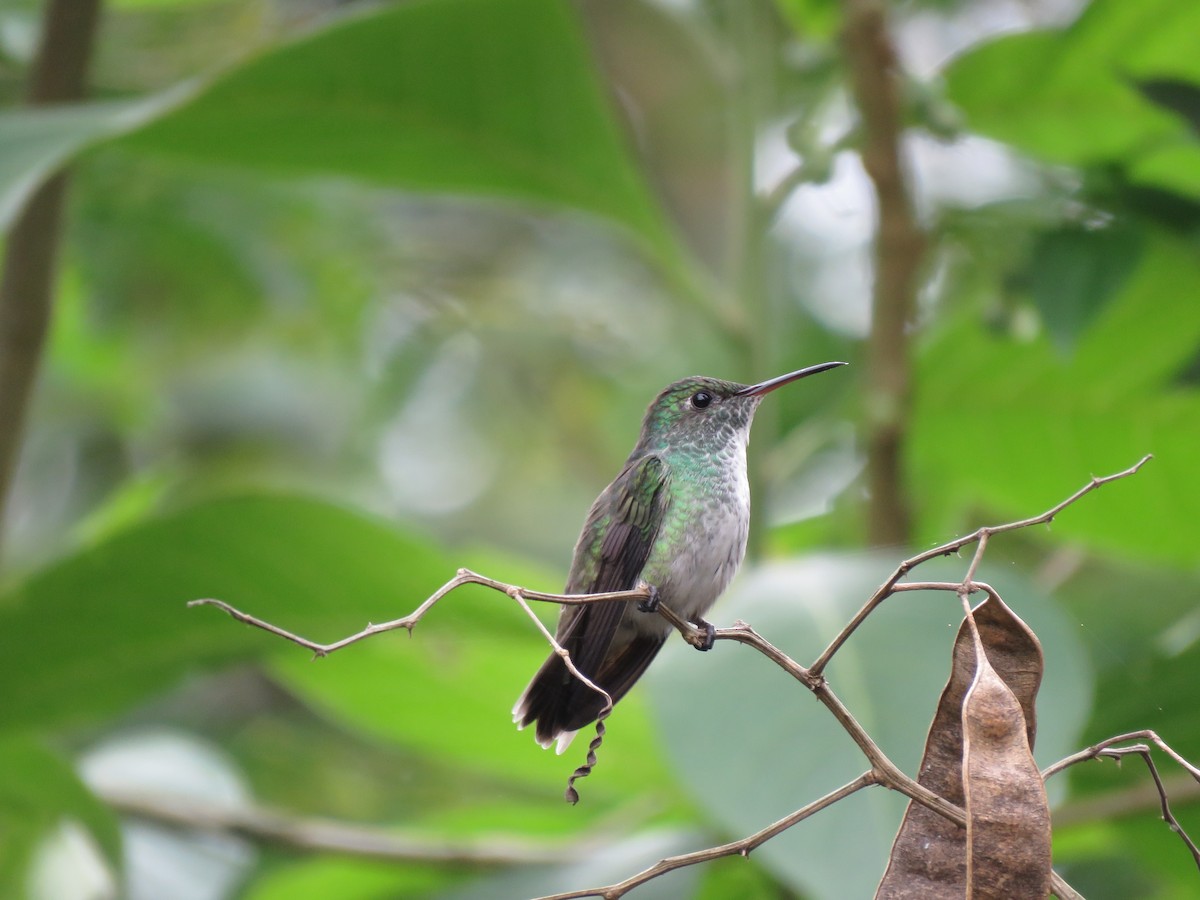 kolibřík pestrý [skupina versicolor] - ML252920471