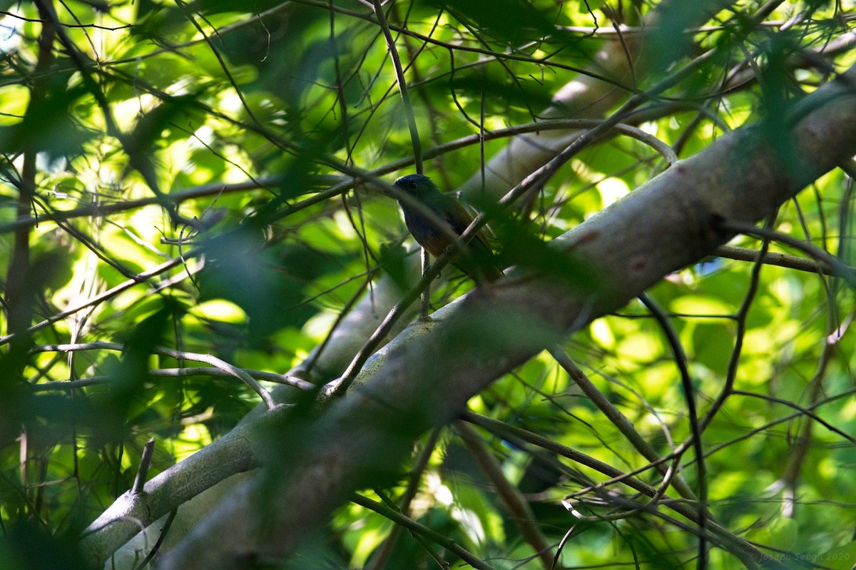 Blue-headed Fantail - ML252920501