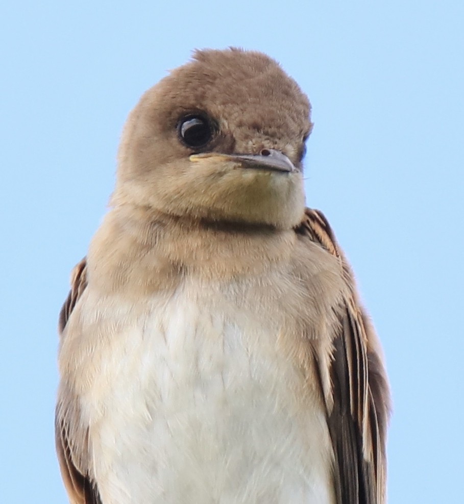 Northern Rough-winged Swallow - ML252920821