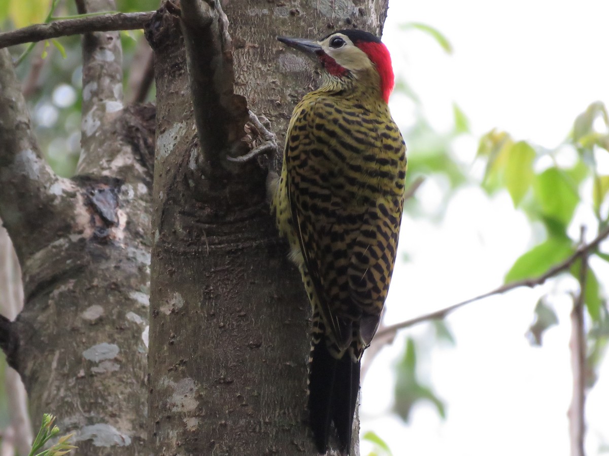 Green-barred Woodpecker - ML252920931