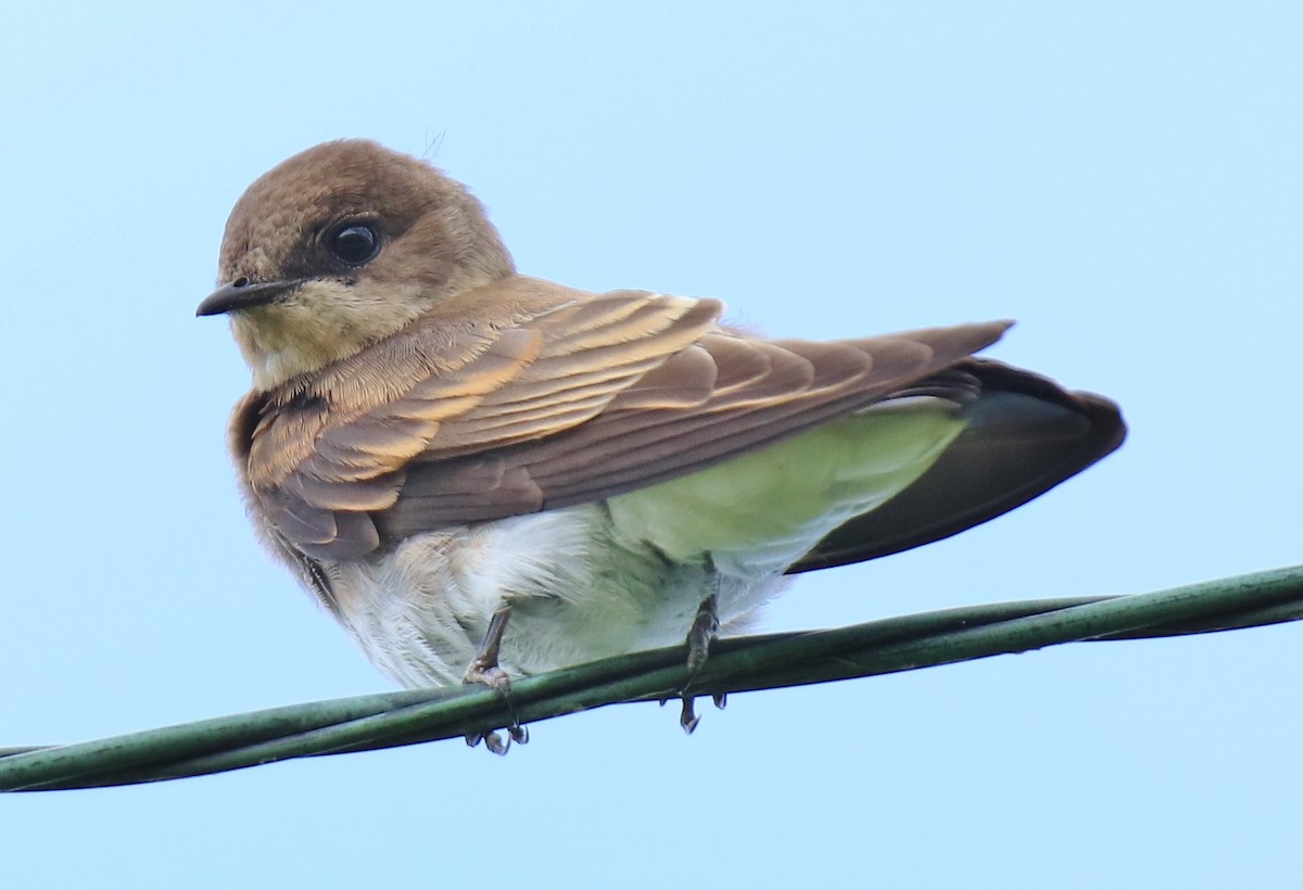 Northern Rough-winged Swallow - ML252921041