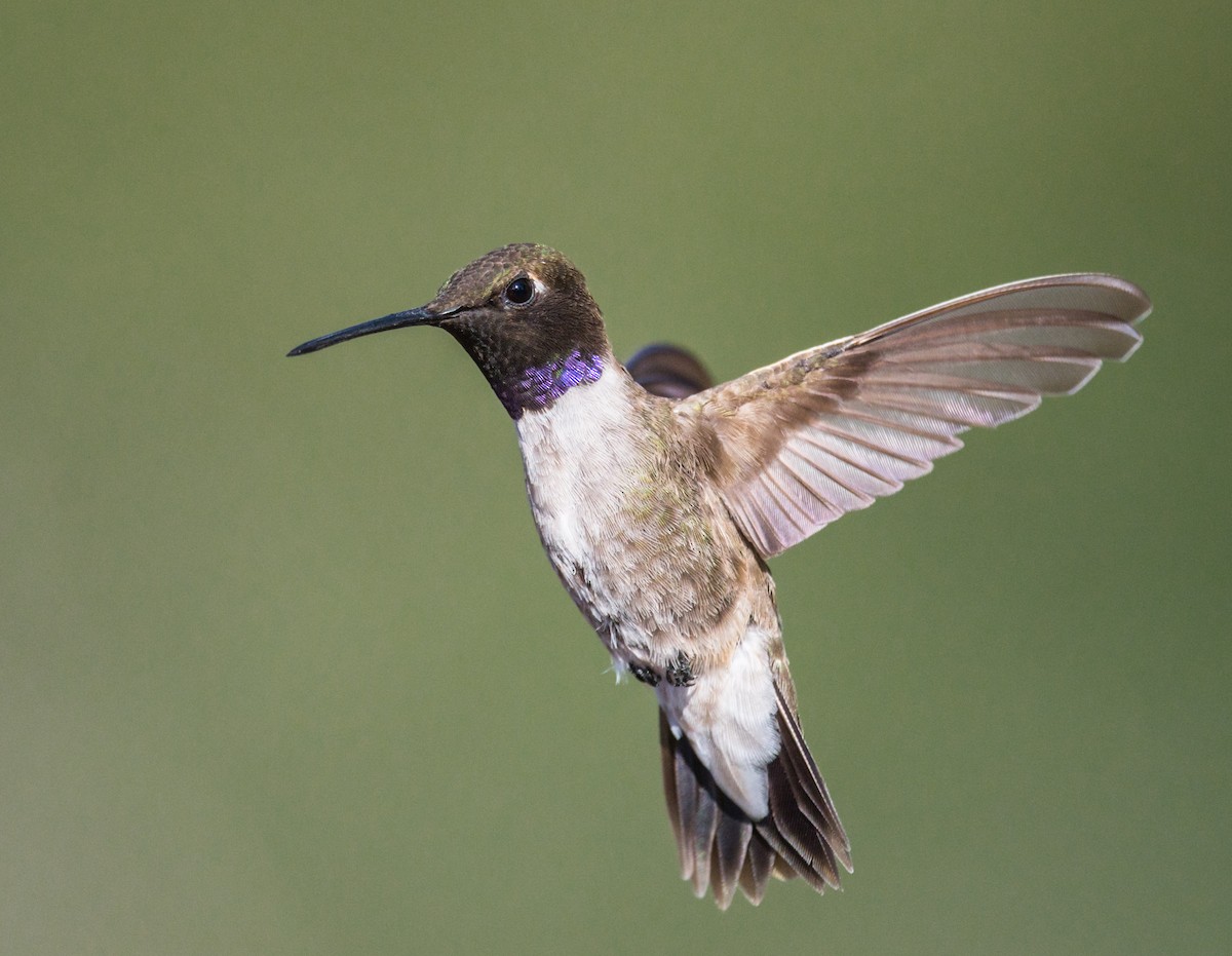 Black-chinned Hummingbird - Jim Merritt