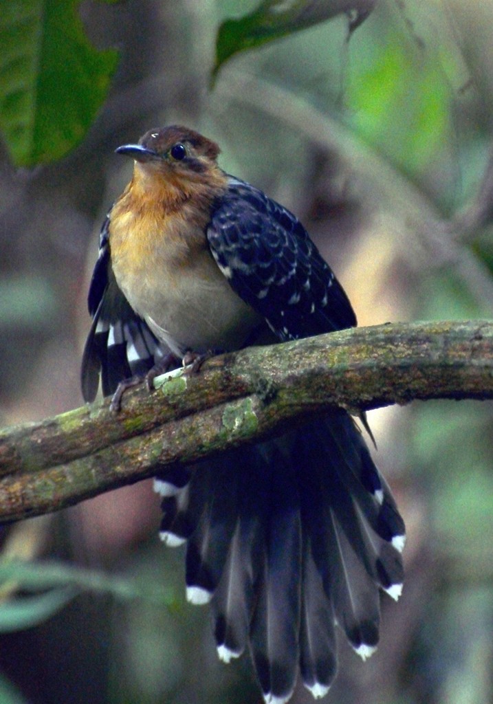 Pavonine Cuckoo - ML252921671