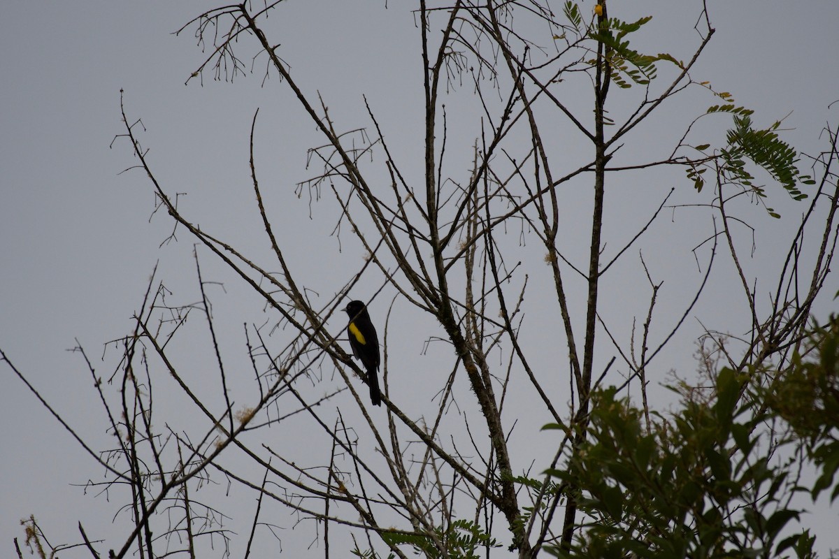 Golden-winged Cacique - ML252922381