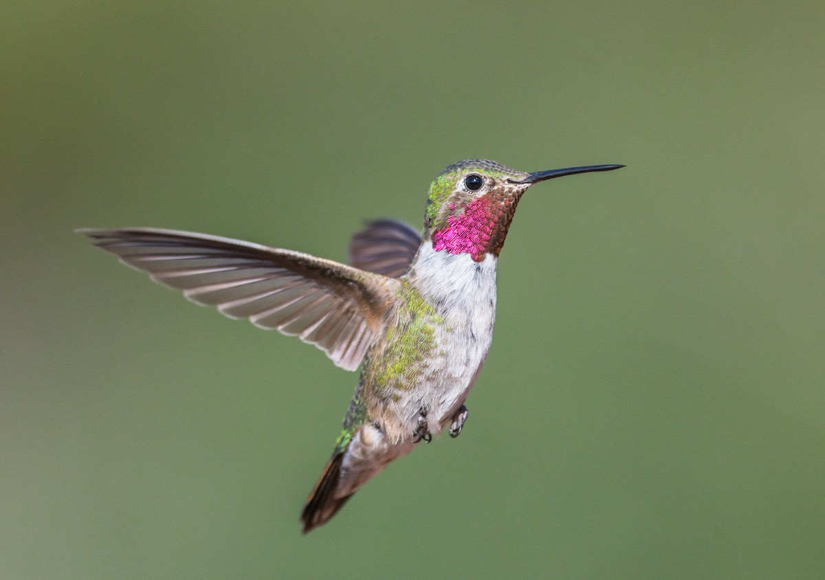 Broad-tailed Hummingbird - Jim Merritt