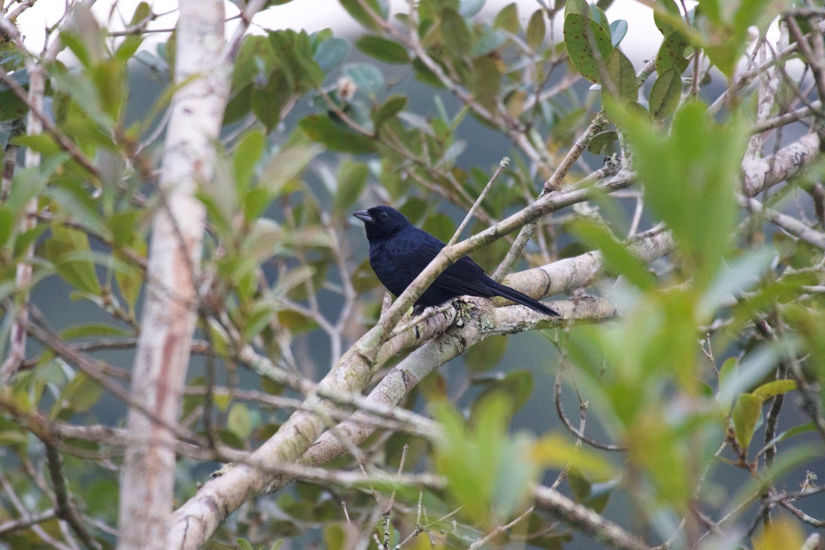 Ruby-crowned Tanager - ML252922581