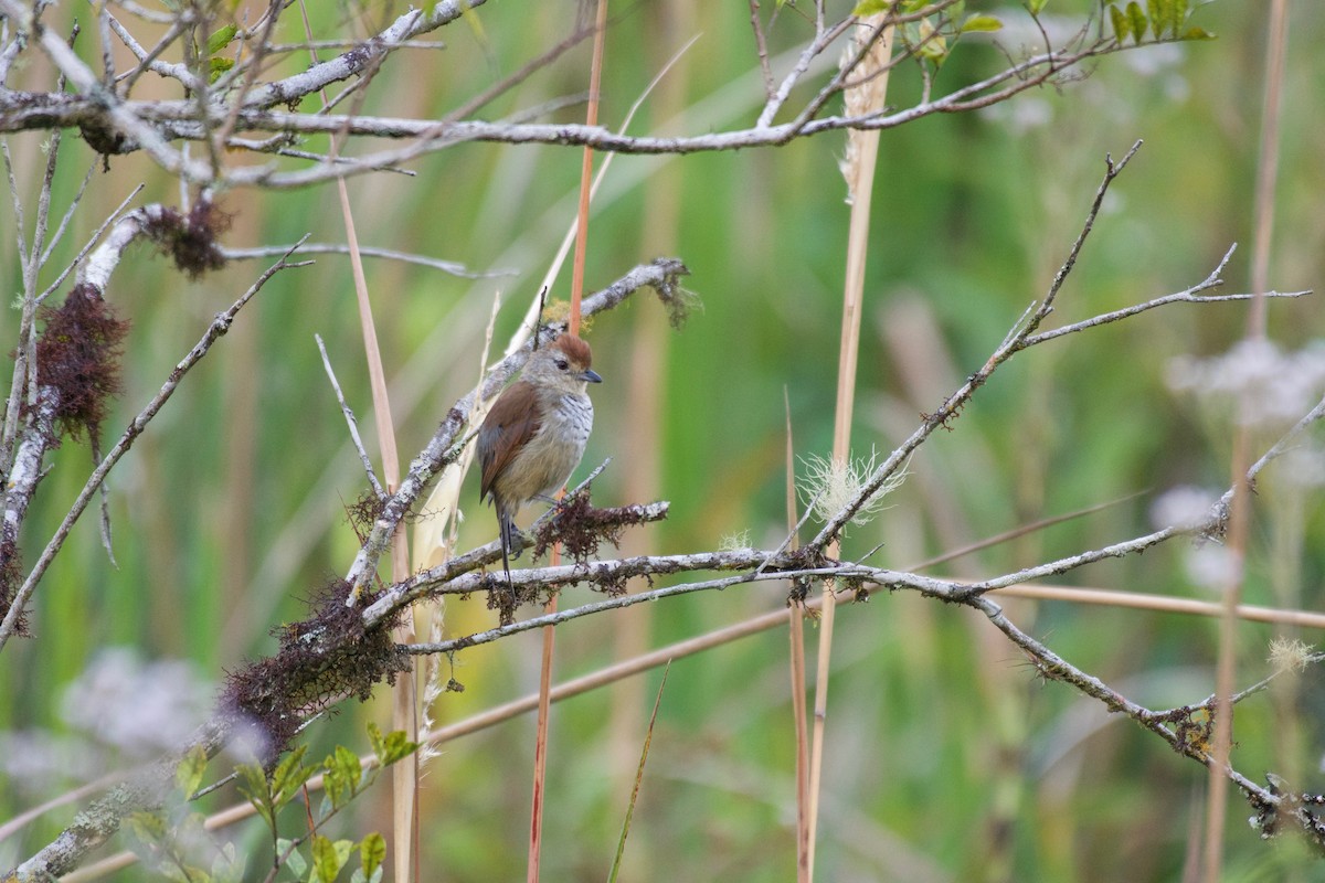 Rufous-capped Antshrike - ML252922651