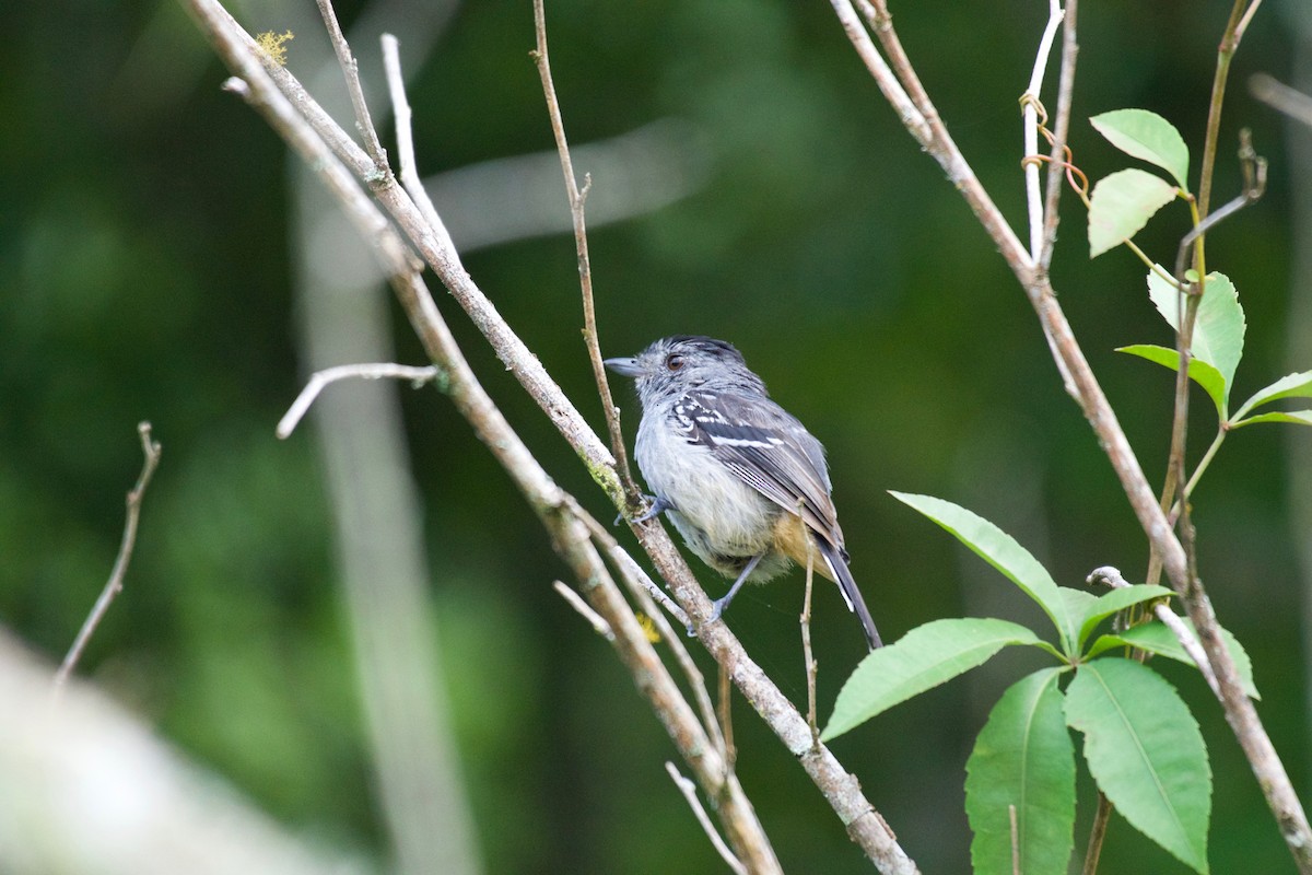 Variable Antshrike - ML252922711