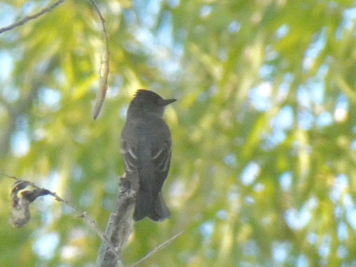 Western Wood-Pewee - ML252922751