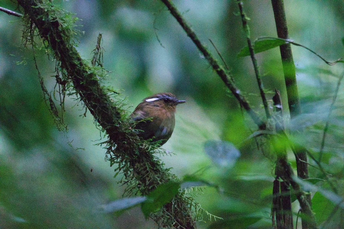 Rufous Gnateater - ML252922891