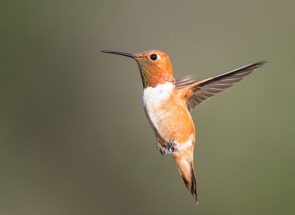 Rufous Hummingbird - ML252922991