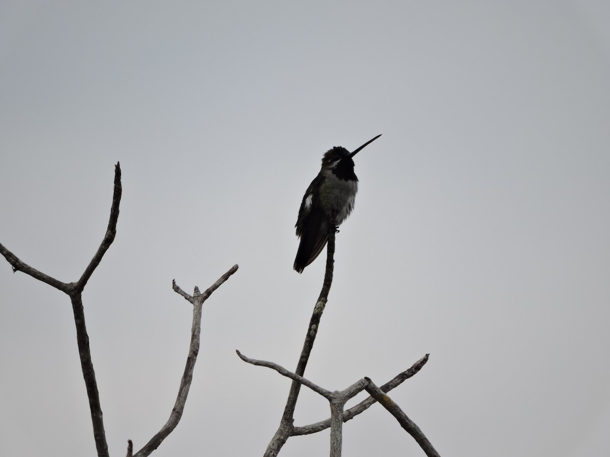 Long-billed Starthroat - ML252923001