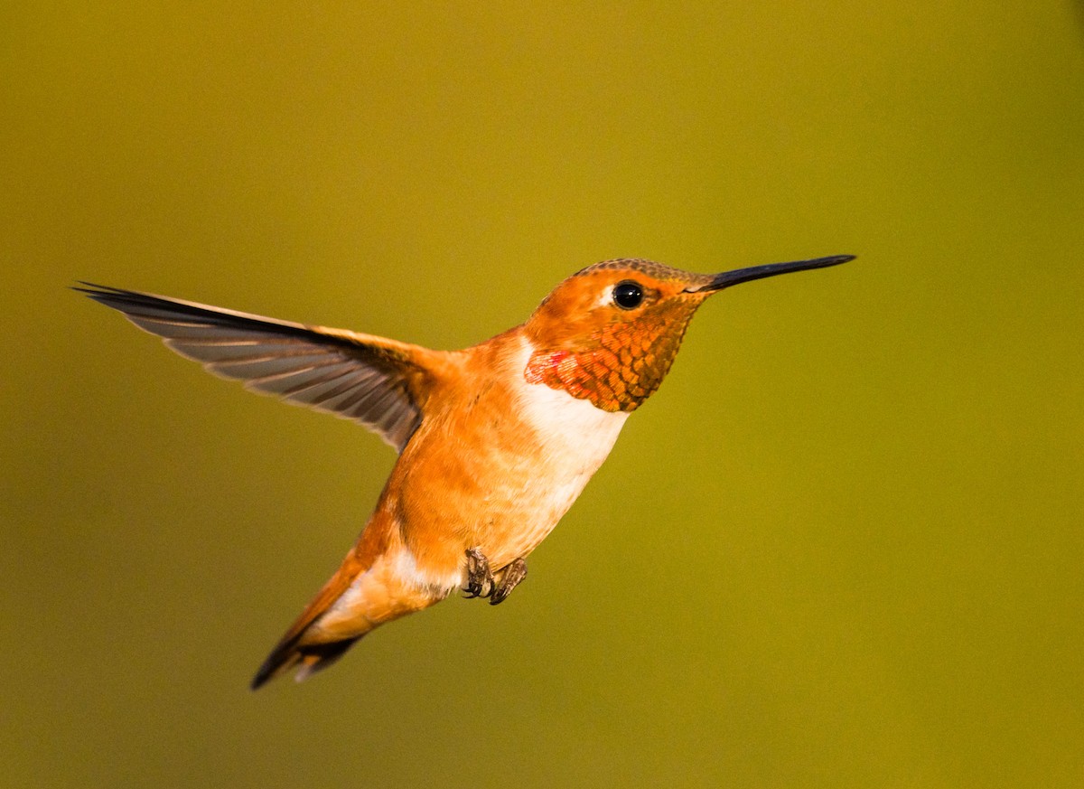 Rufous Hummingbird - Jim Merritt