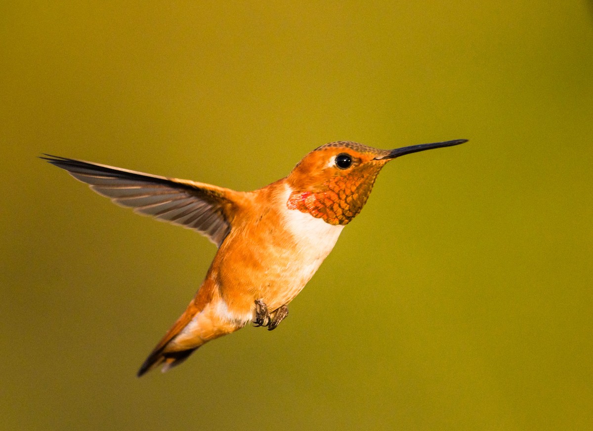 Rufous Hummingbird - ML252923161