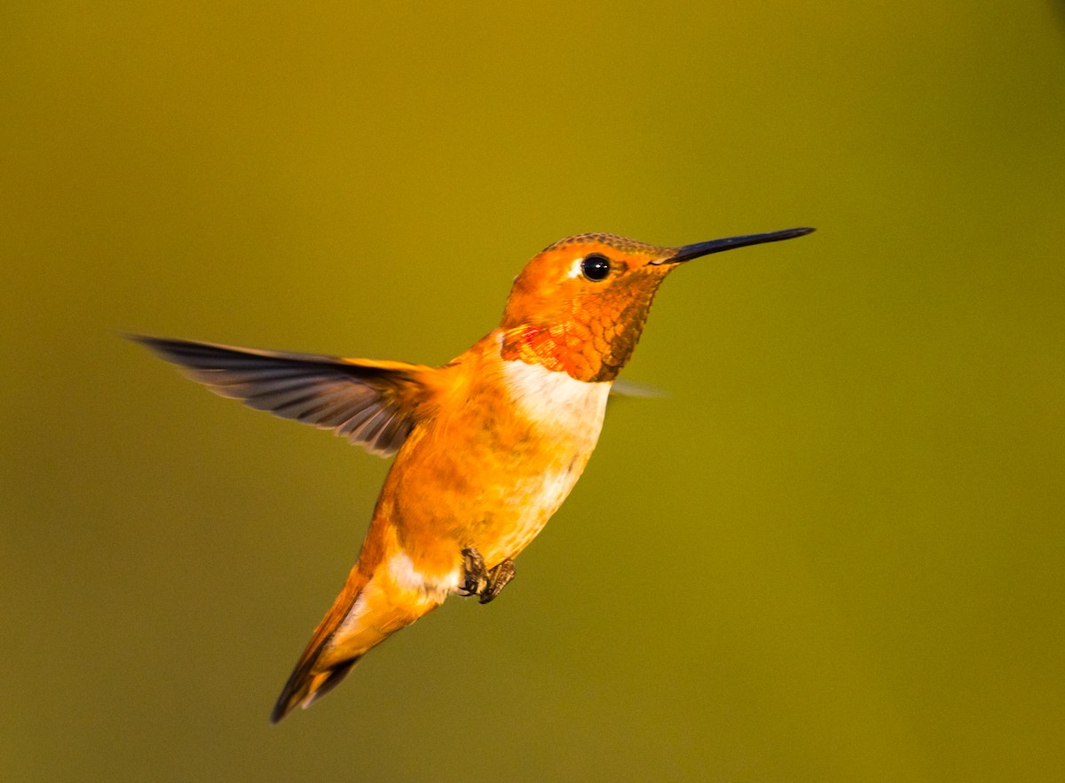 Rufous Hummingbird - ML252923181