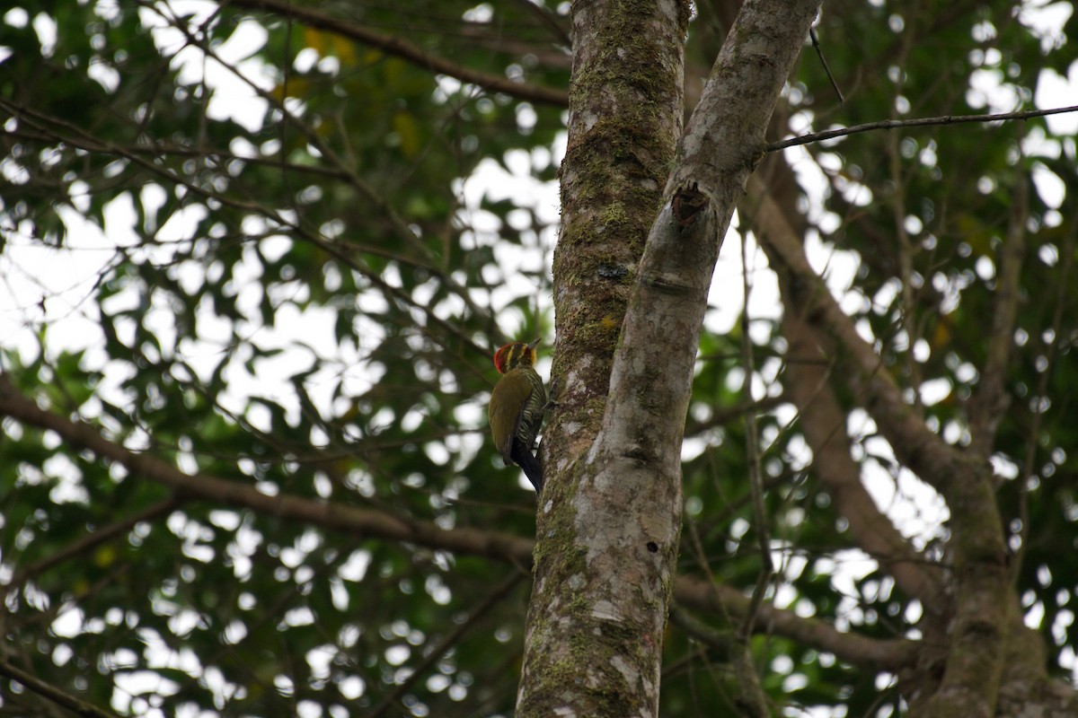 White-browed Woodpecker - ML252923321