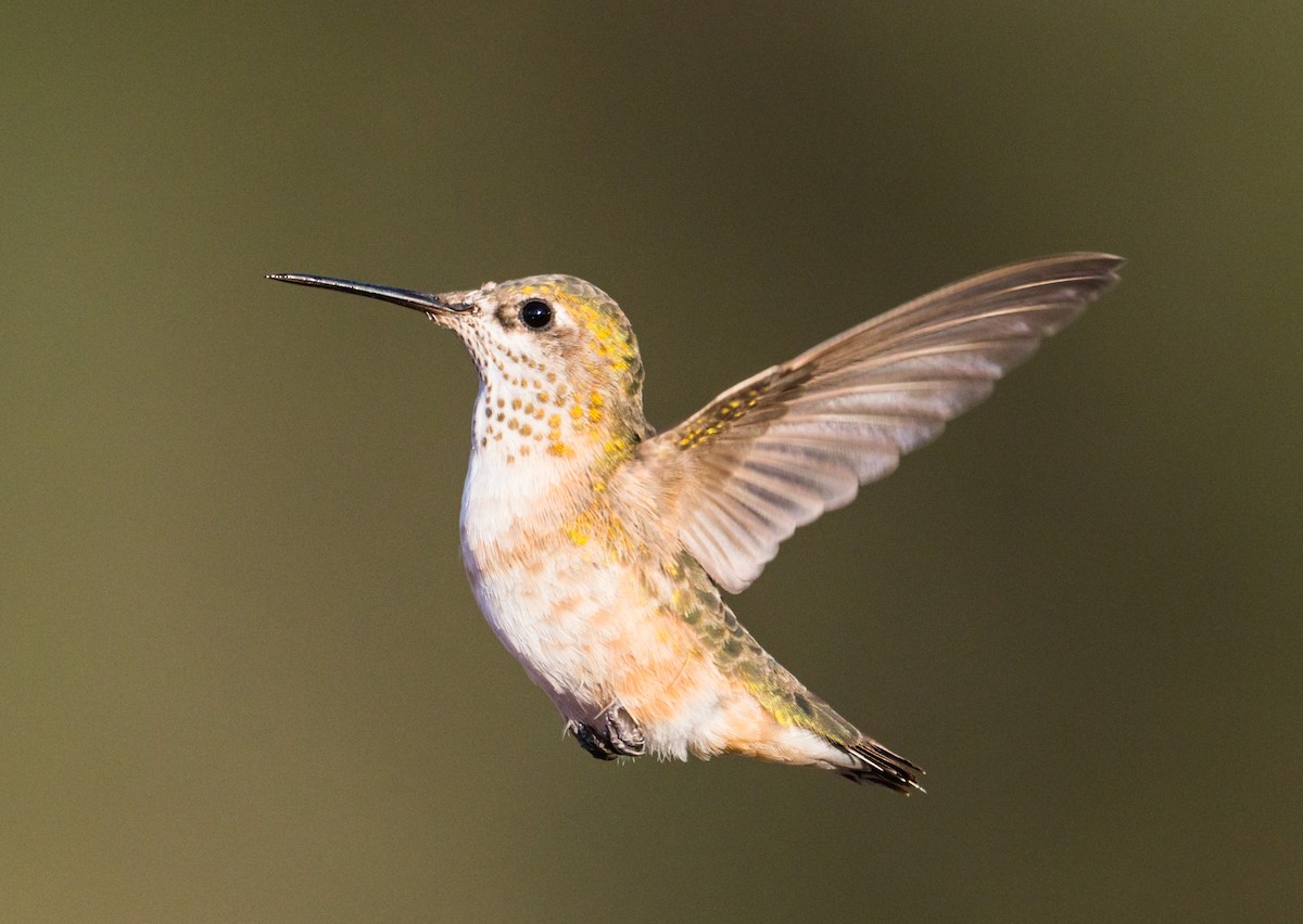 Calliope Hummingbird - Jim Merritt