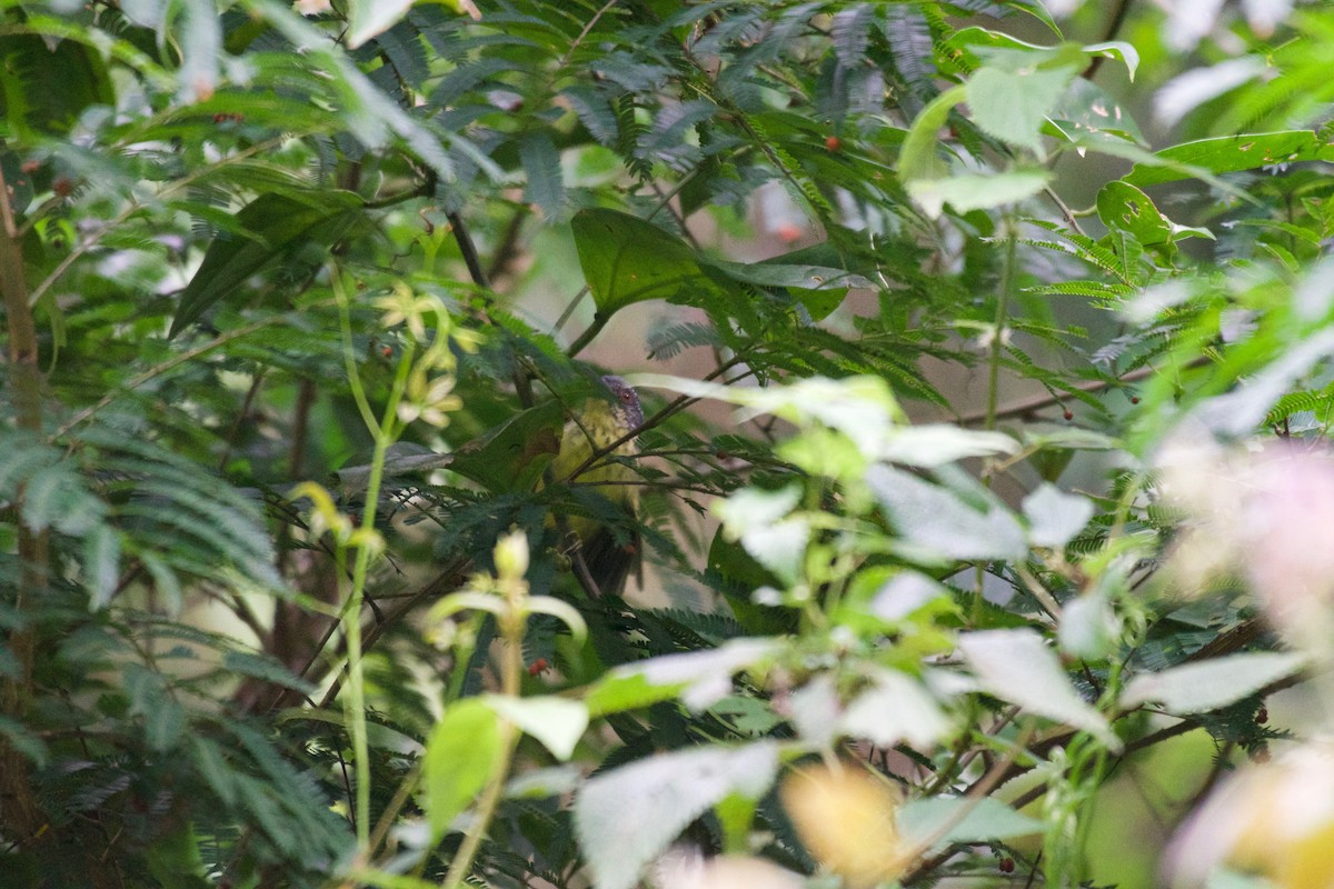 Spot-breasted Antvireo - ML252923401