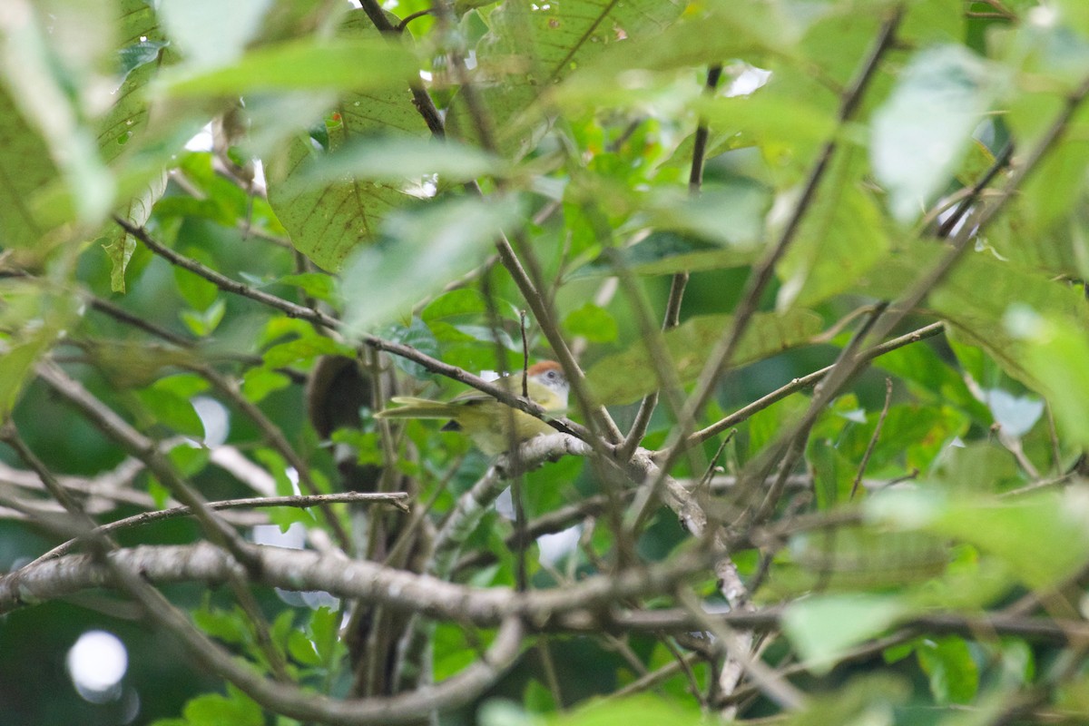 Rufous-crowned Greenlet - ML252924211