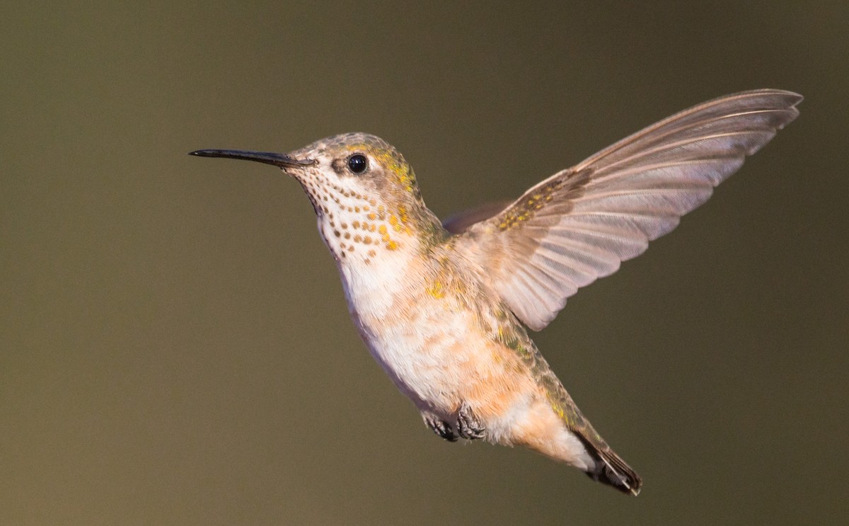 Calliope Hummingbird - Jim Merritt