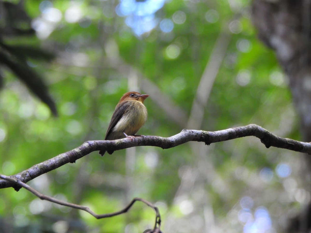 Yellow-throated Spadebill - Marcelo Quipo